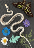 Snake and Butterfly Shadow Box