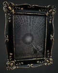 Preserved Orb Weaver Spider Web