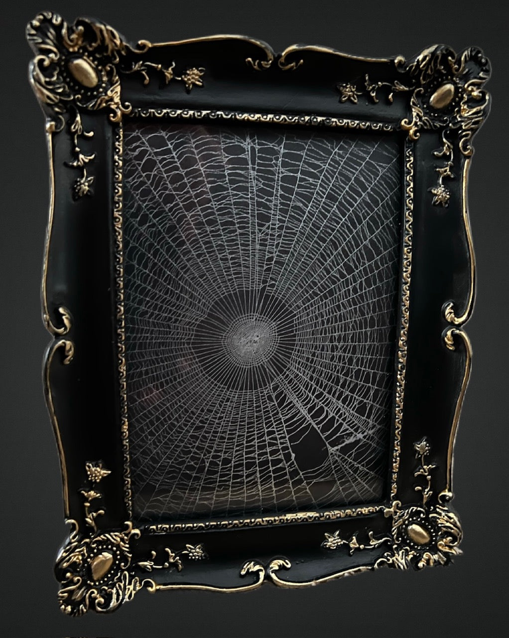 Preserved Orb Weaver Spider Web