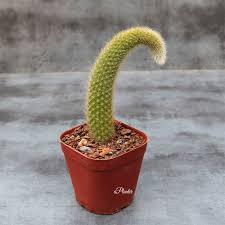 Monkey Tail Cactus